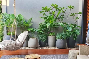 Read more about the article Saiba como escolher o vaso de planta